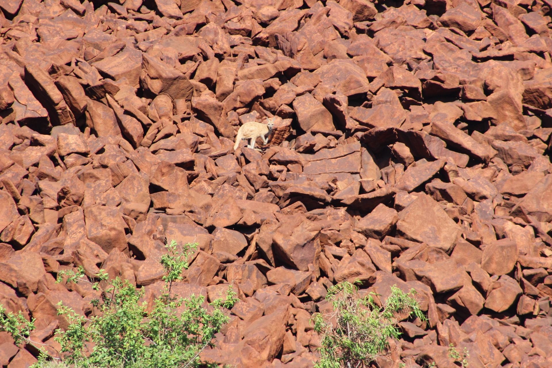 Murujuga Nominated For World Heritage Listing